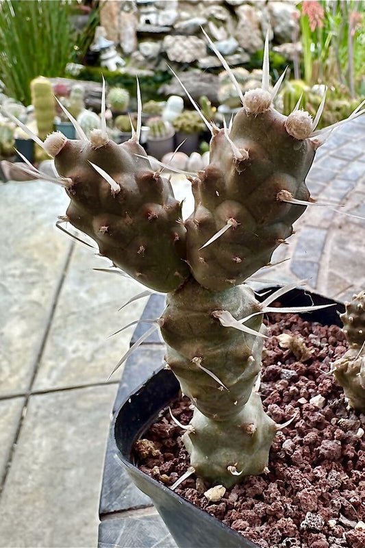 Paper Spine Cactus LIVE PLANT — Tephrocactus Articulatus Papyracanthus In 4” Pot
