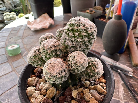 Mammillaria Humboldtii 2.5 inch, in 4 inch pot, Grafted onto a Permanent Short Stock